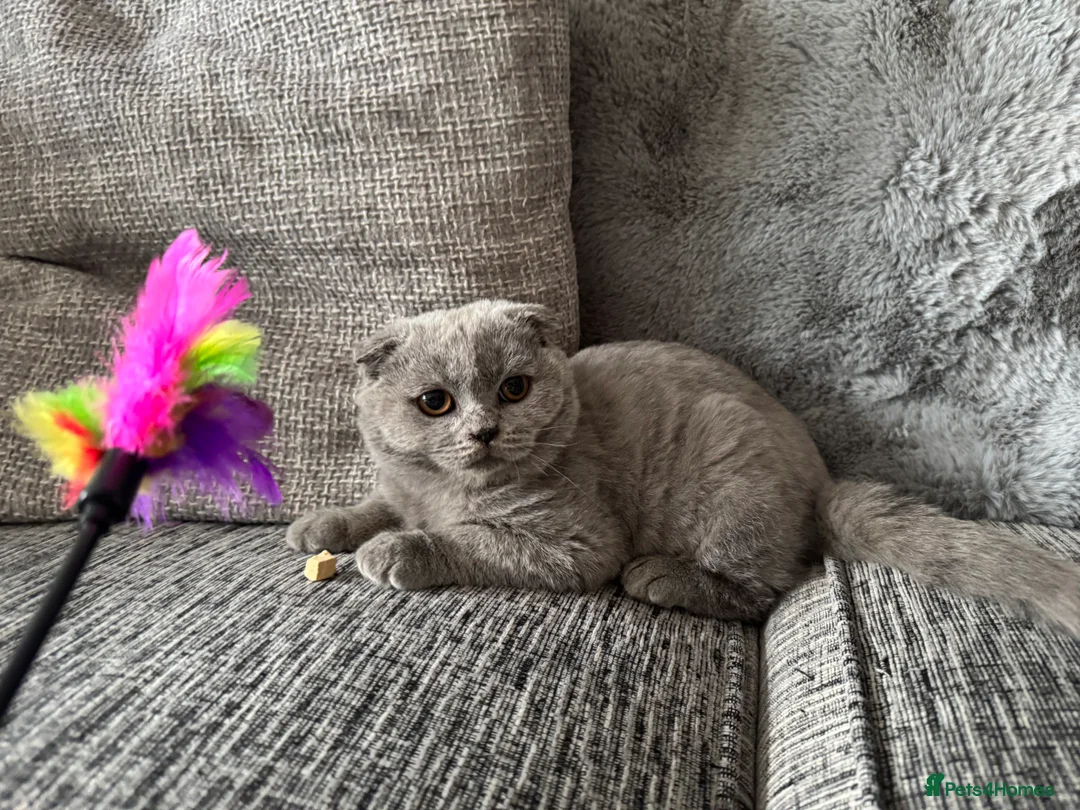 British Shorthair cats for sale: 1 left - Scottish Fold Blue Male Kitten - Advert 4