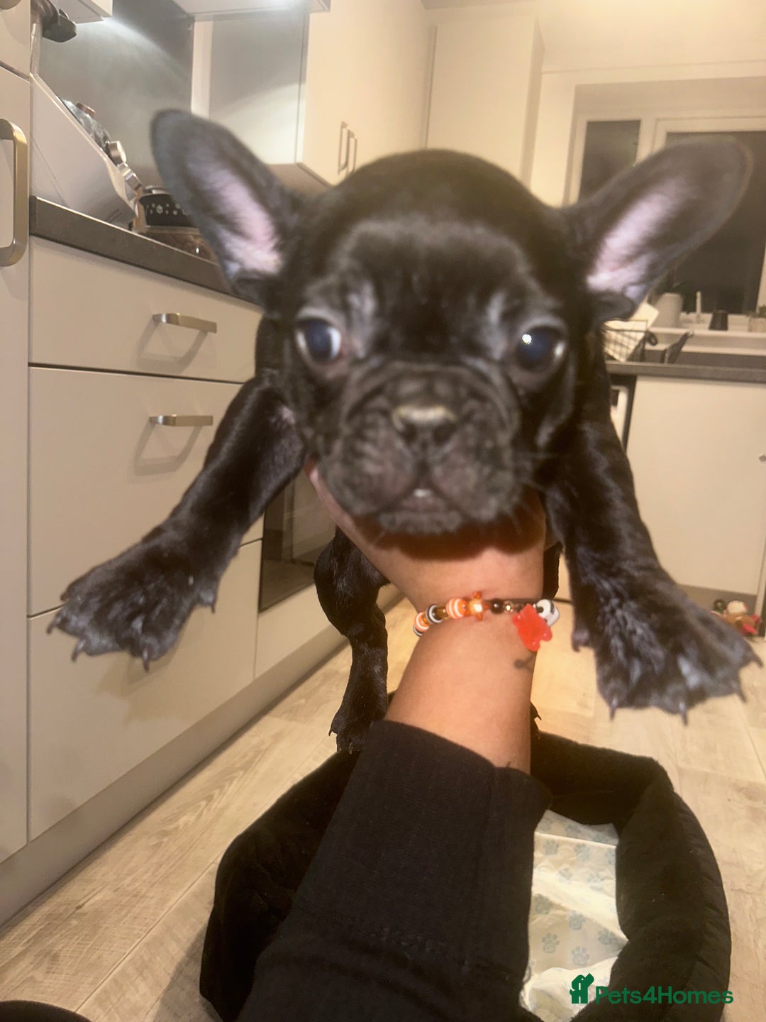 French Bulldog dogs for sale: FRENCH BULLDOG PUPPYS❤️ ready find forever home❤️ - Advert 11