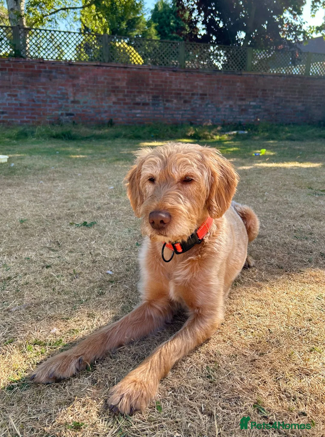 Labradoodle dogs for sale: Four year old labradoodle in York - Advert 6