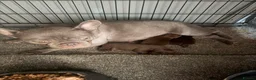 Mixed Breed dogs for sale: 2 beautiful female french bulldog cross puppies  - Advert 4