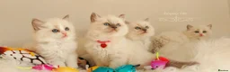 Ragdoll cats for sale: Beautiful Ragdoll kittens 😻😻😻😻 - Advert 29