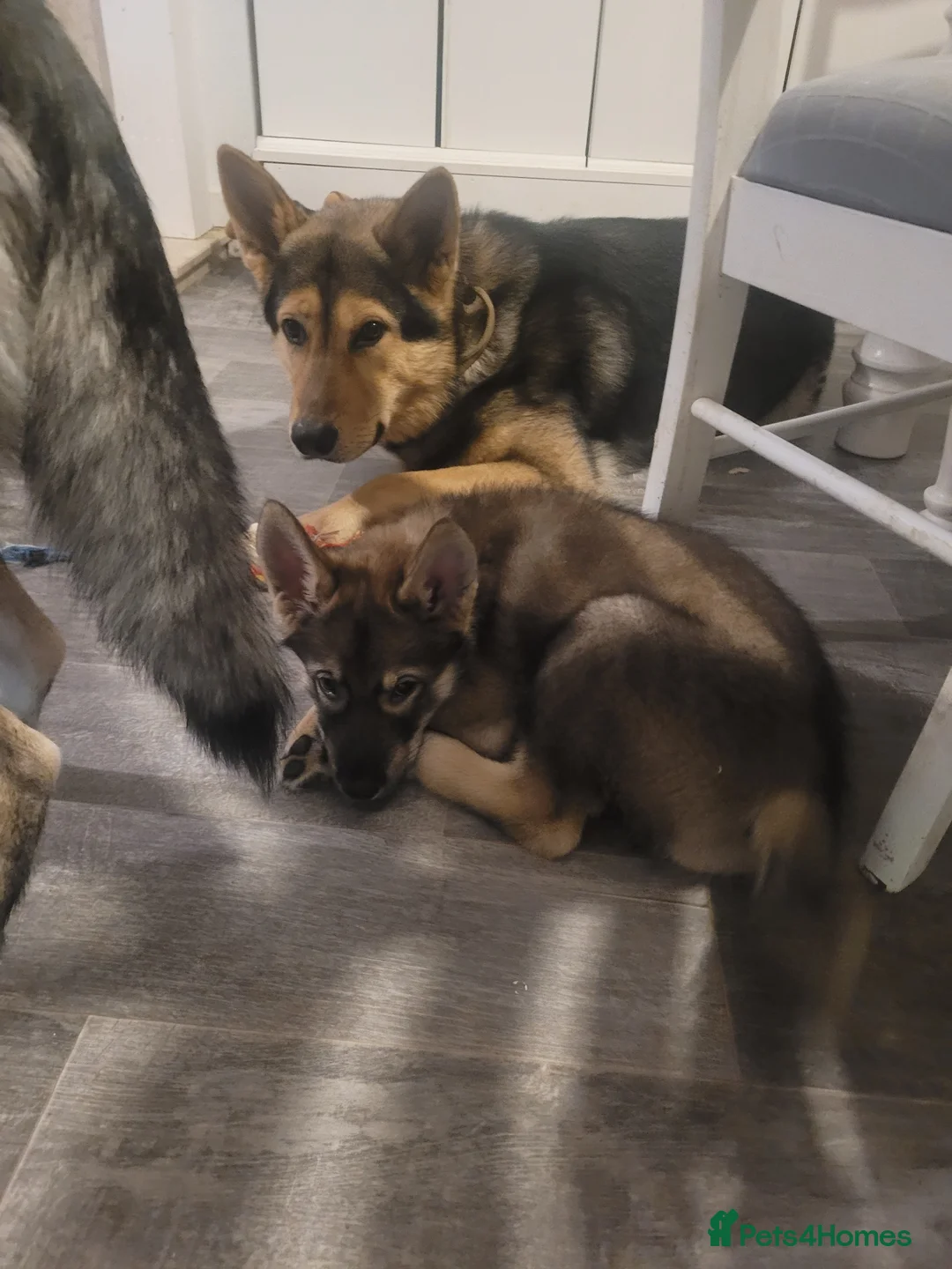 Mixed Breed dogs for sale: German shep x malamute x husky  - Advert 2
