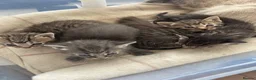 Ragdoll cats for sale: Half ragdoll half bengal kittens - Advert 7