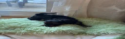 Yorkshire Terrier dogs for sale: Girl Yorkshire Terrier - Advert 7