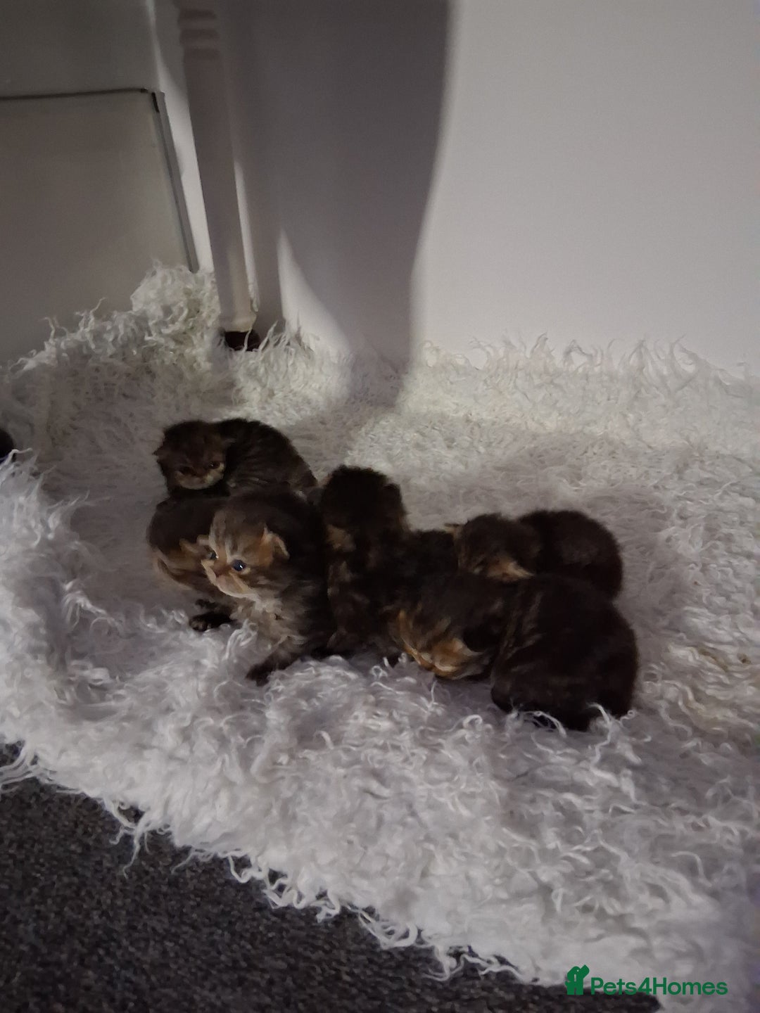 Persian cats for sale: Boys!!!!!Persian golden Chinchillas - Advert 2