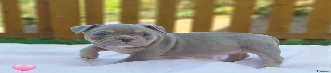 American Bully Puppy 4