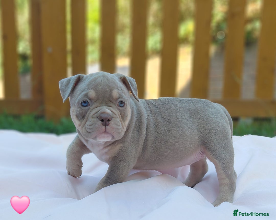 American Bully dogs for sale: ■■■■REDUCED REDUCED REDUCED■■■■ - Image 2