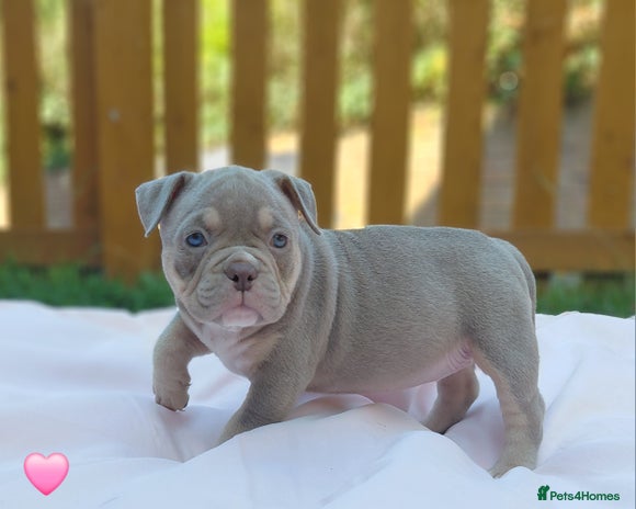 American Bully dogs - Advert 1