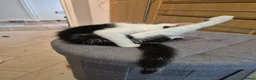 Mixed Breed cats for sale: Unique Black and White "Frosted" Bicolor kittens - Advert 20