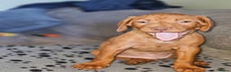 Hungarian Vizsla dogs for sale: 🏆🇭🇺 KC Registered Hungarian Vizsla Pups - Advert 25