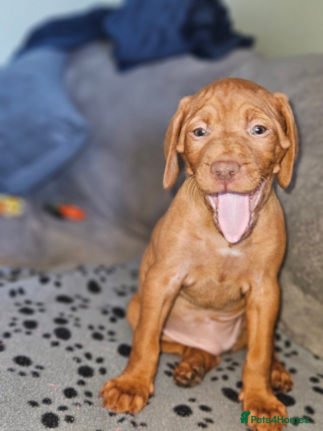 Hungarian Vizsla dogs for sale: 🏆🇭🇺 KC Registered Hungarian Vizsla Pups - Advert 25