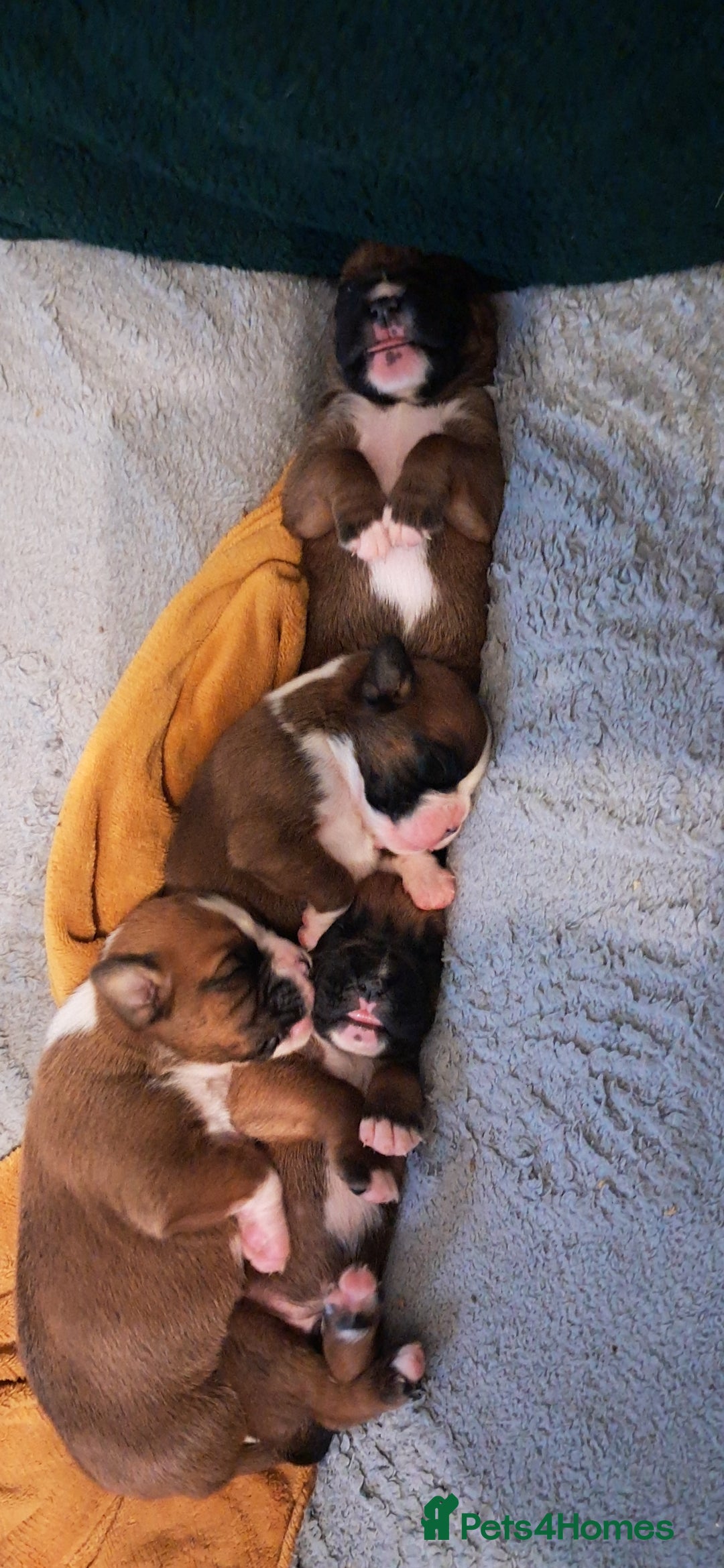 Boxer dogs for sale: Boxer babies ❤️ - Advert 2