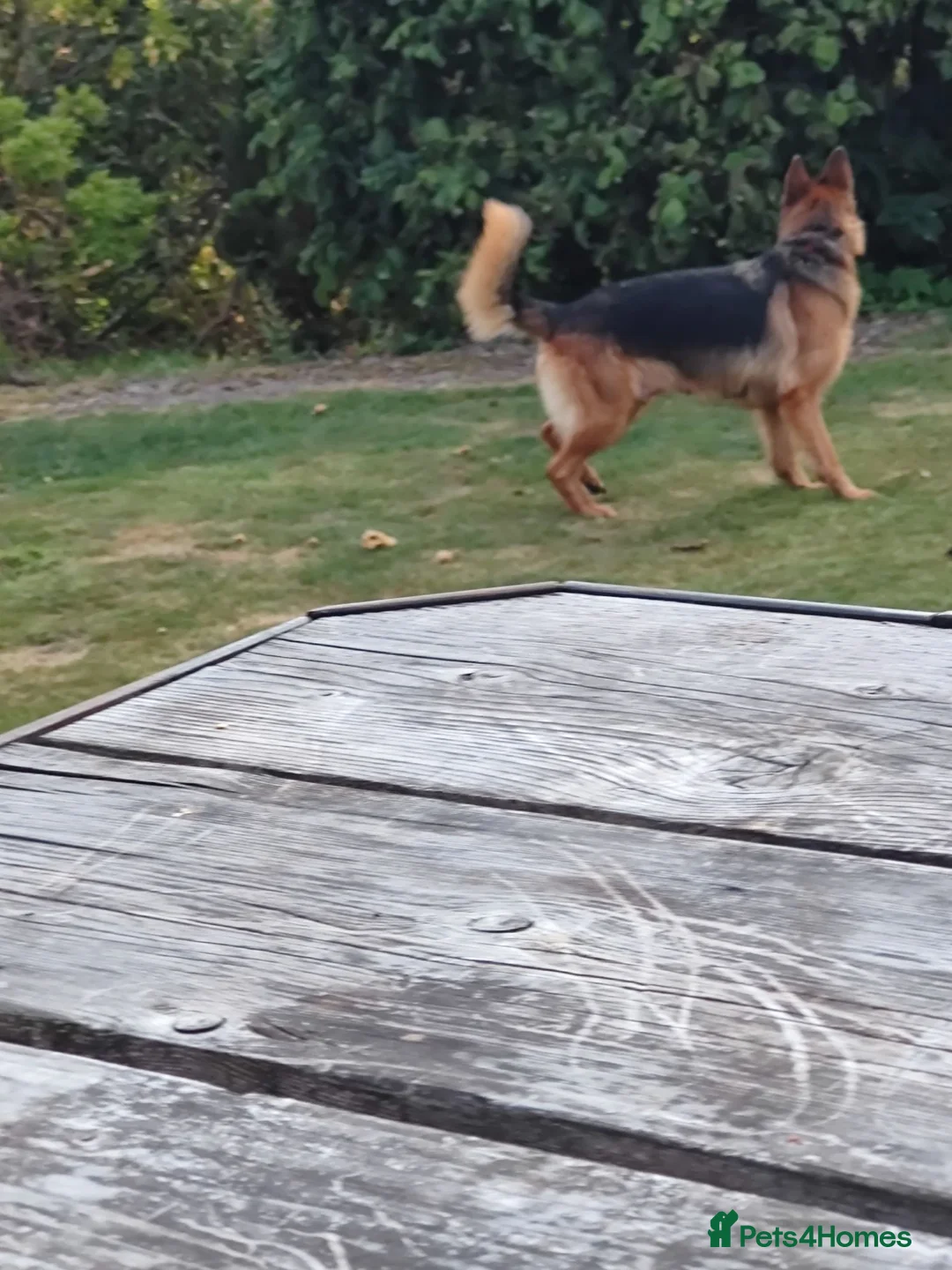 Mixed Breed dogs for sale: German Shepherd - Collie puppies - Advert 1