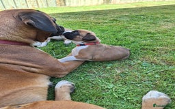 Boxer dogs for sale: Boxer puppies kennel club reg 5 star licence  - Image 25