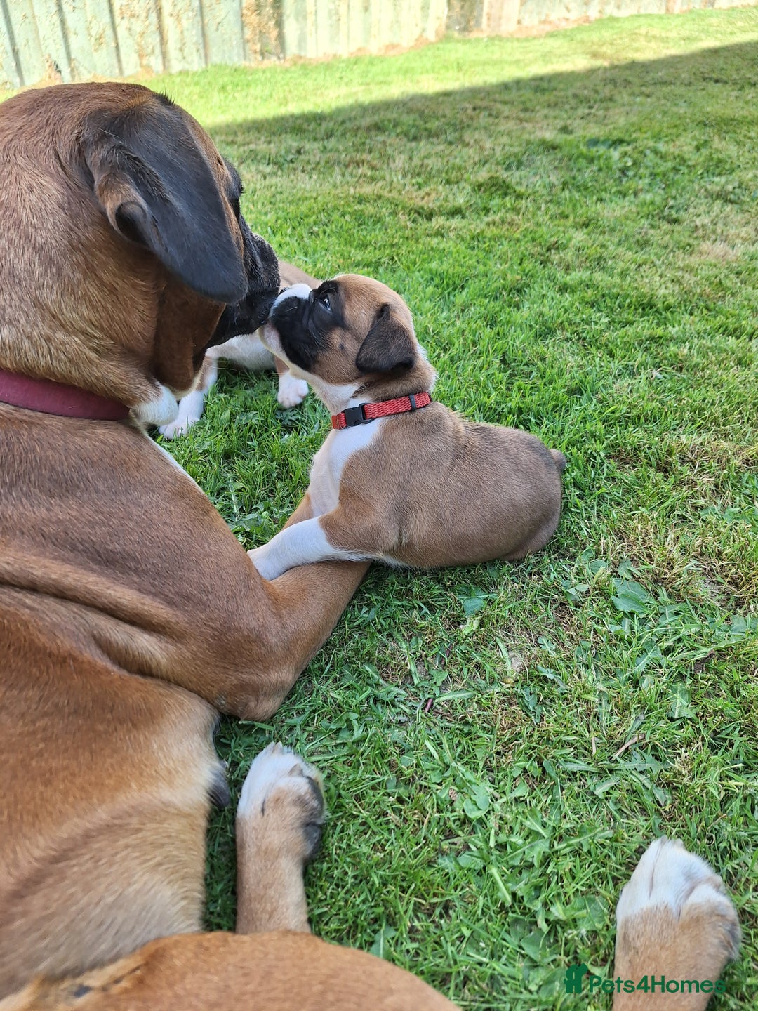 Boxer dogs for sale: Boxer puppies kennel club reg 5 star licence  - Image 25