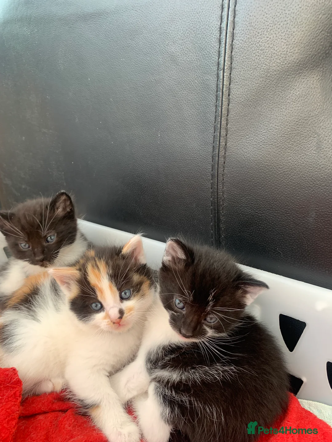 Mixed Breed cats for sale: tabby kittens - Advert 13
