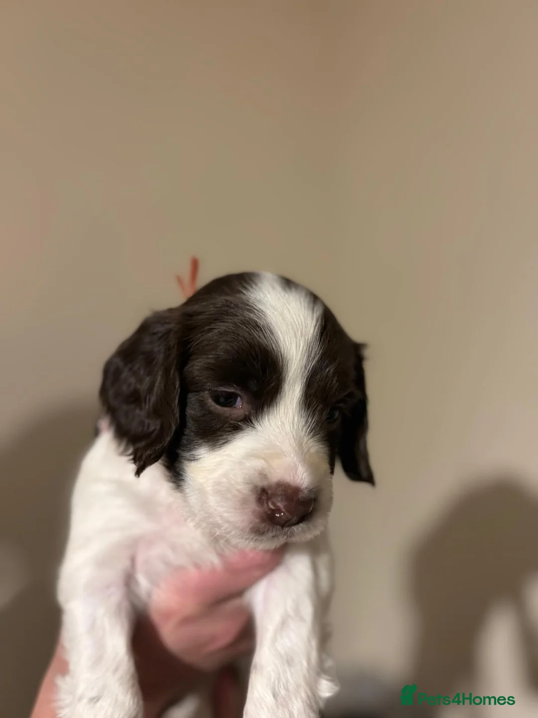 English Springer Spaniel dogs for sale: K.C registered ESS puppies, girls available  - Advert 2