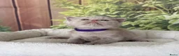 British Shorthair cats for sale: stunning british shorthair  - Advert 24