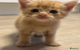 Ragdoll cats for sale: Rag doll - Image 8