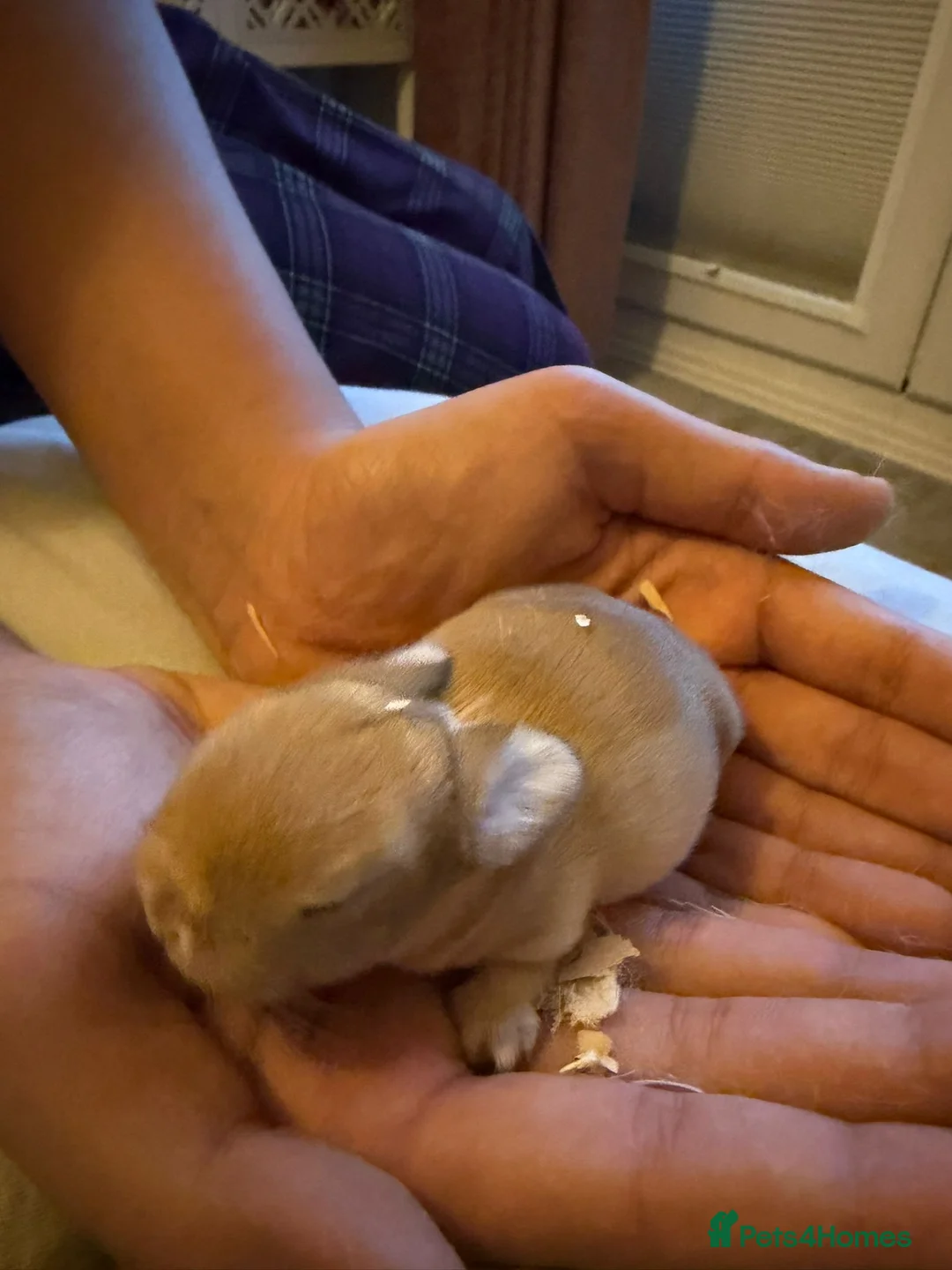 Mini Lop rabbits for sale: 3x Mini Lop Bunnies to reserve  - Advert 3