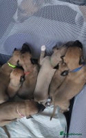 Whippet dogs 8 KC gorgeous pups, 4 boys & 1 girl available. - Advert 5