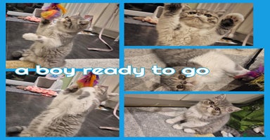 Exotic cats Exotic short hair boy and 2 long hair famales - Advert 7