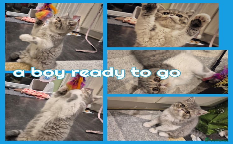 Exotic cats - Advert 11