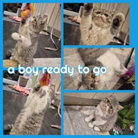 Exotic cats Exotic short hair boy and 2 long hair famales - Advert 3