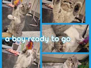 Exotic cats Exotic short hair boy and 2 long hair famales - Advert 2