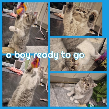 Exotic cats - Advert 11