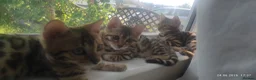 Bengal cats for sale: Stunning Bengal kittens for sale in Rugby - Advert 23