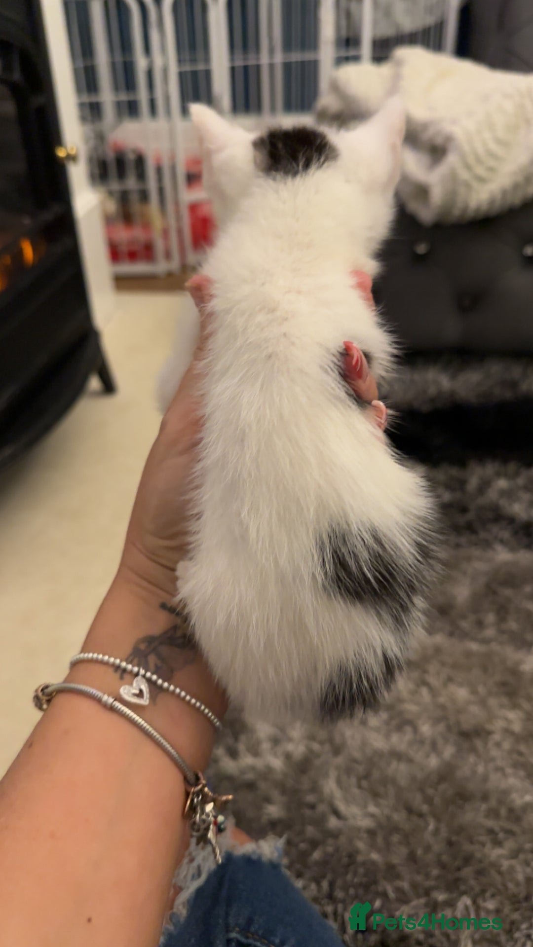 Domestic Shorthair cats for sale: Beautiful mix of kittens  - Advert 7