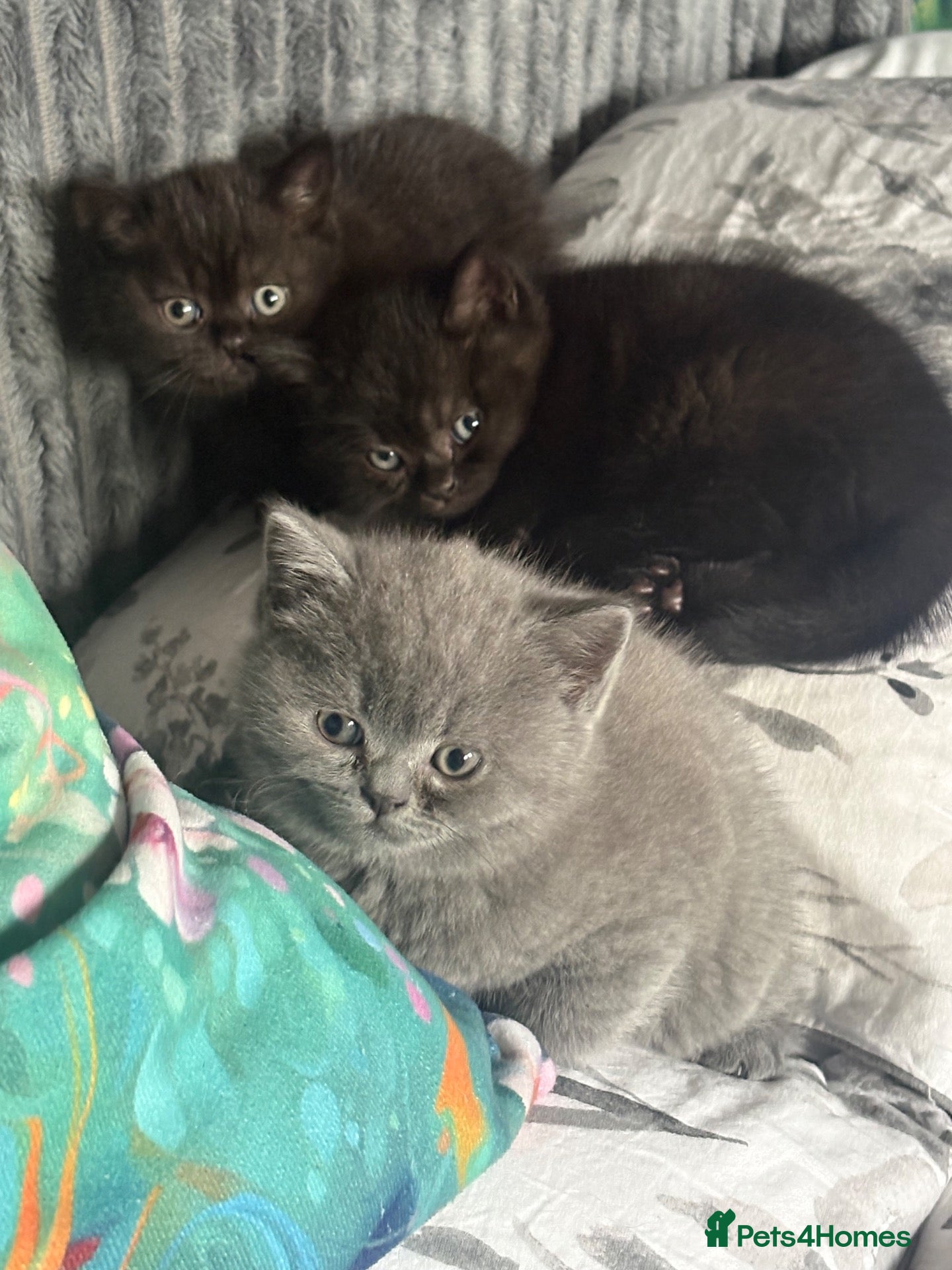 British Shorthair cats Gorgeous Fluffy Kittens - Advert 1