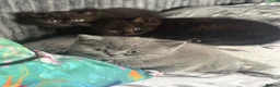 British Shorthair cats for sale: Gorgeous Fluffy Kittens - Advert 1