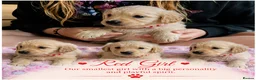 Golden Retriever dogs for sale: Beautiful Home Raised Golden Retriever Puppies - Advert 24