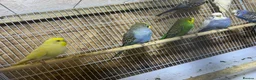 Budgerigars birds for sale: Pair budgies - Advert 2