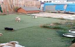 Mixed Breed dogs for sale: Chihuahua x Norfolk terrier puppies for sale - Image 8
