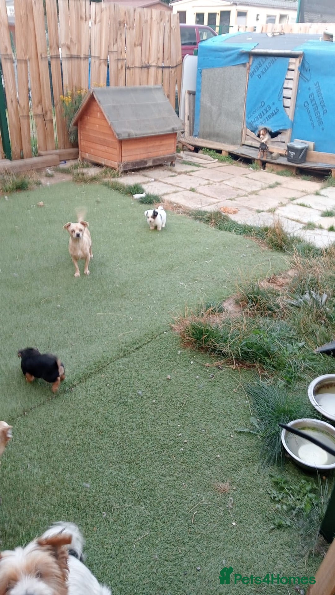Mixed Breed dogs for sale: Chihuahua x Norfolk terrier puppies for sale - Image 8