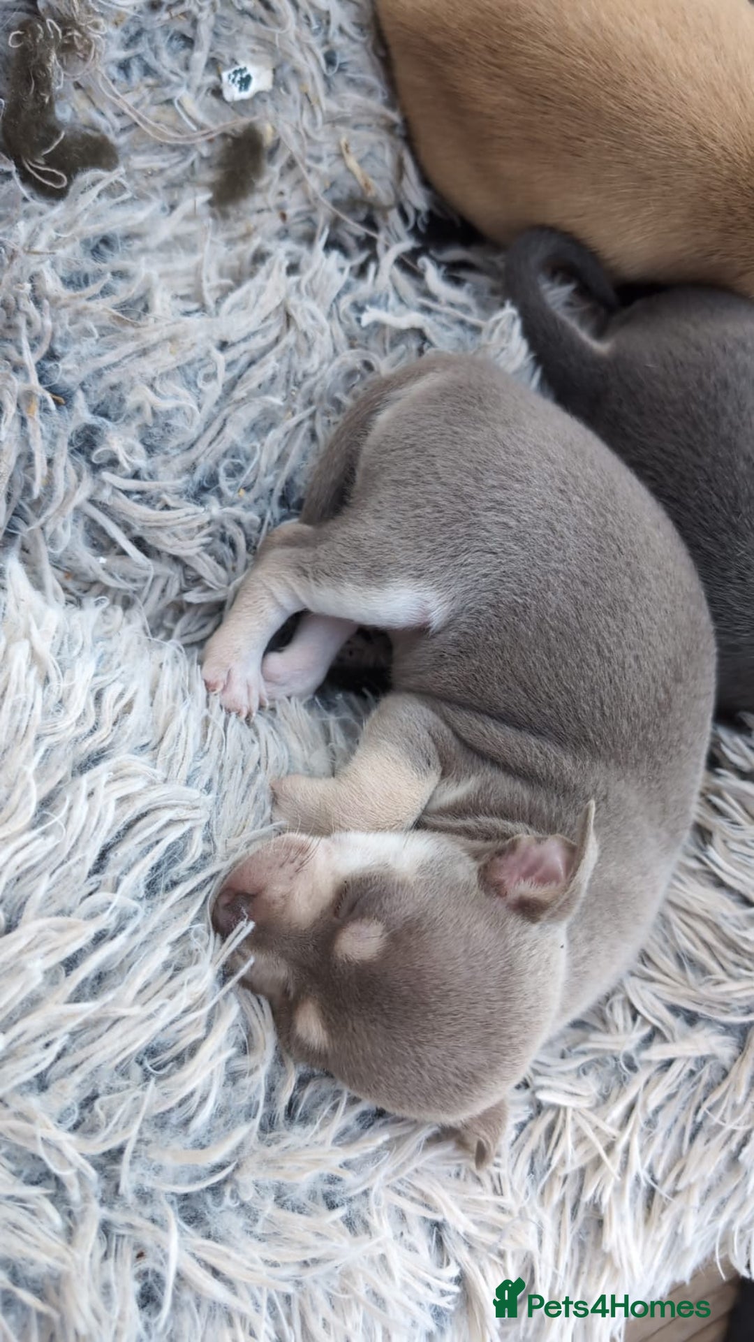 Chihuahua dogs for sale: 2 beautiful chihuahuas  - Image 8