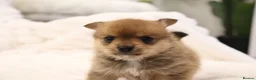 Mixed Breed dogs for sale: T Cup Pom Jacks - Advert 3