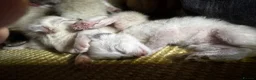 Ragdoll cats for sale: 6th Generation* Purebreed Pedigree Ragdoll Kittens - Advert 15