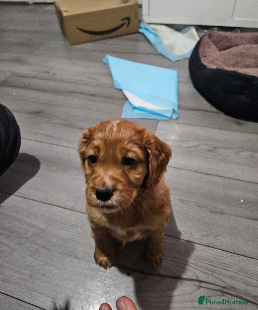 Cocker Spaniel dogs for sale: 5 stunning Cocker Spaniel puppies for sale.  - Advert 12