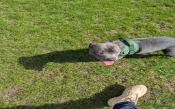 Staffordshire Bull Terrier dogs for sale: Blue female staff for sale  - Image 12