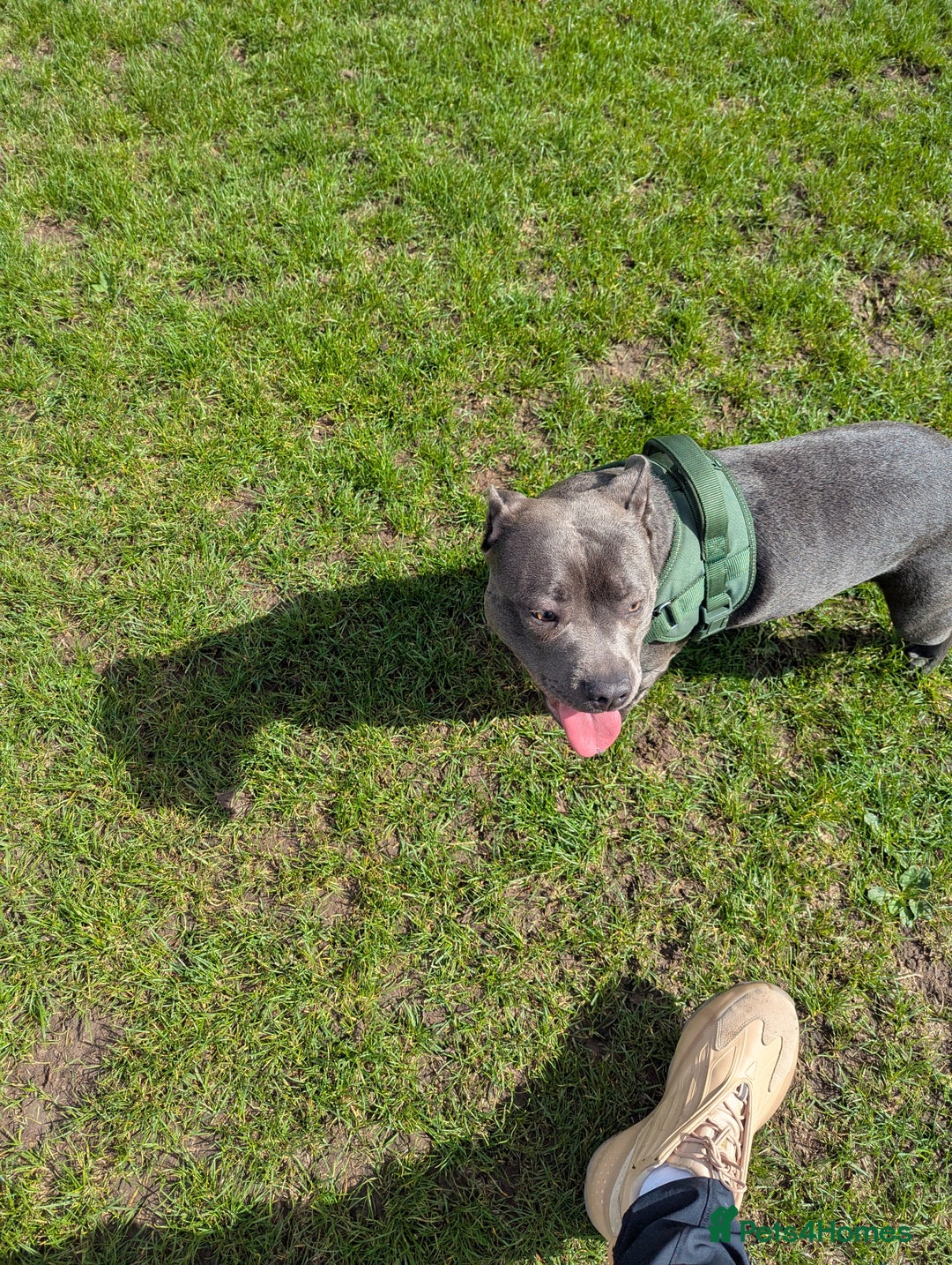 Staffordshire Bull Terrier dogs for sale: Blue female staff for sale  - Image 12