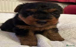 Welsh Terrier dogs for sale: Stunning Health Tested KC Reg Welshie Puppies - Advert 27