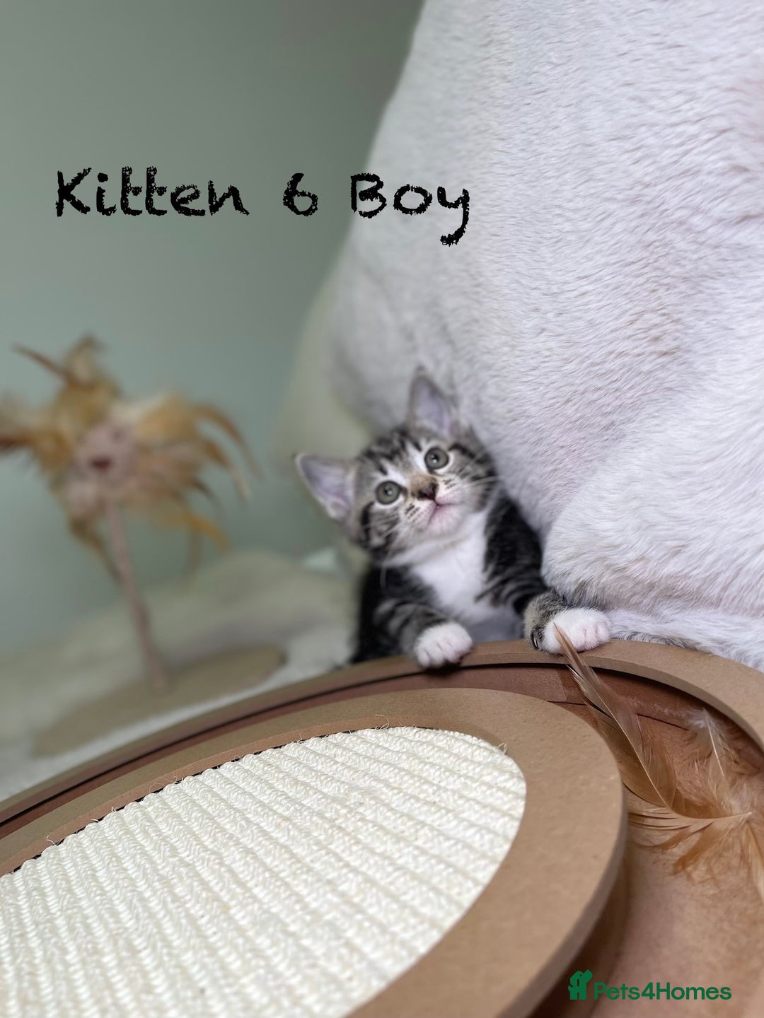 Mixed Breed cats for sale: Stunning kittens ready now  - Advert 20