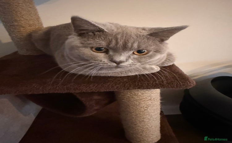 British Shorthair cats - Advert 9