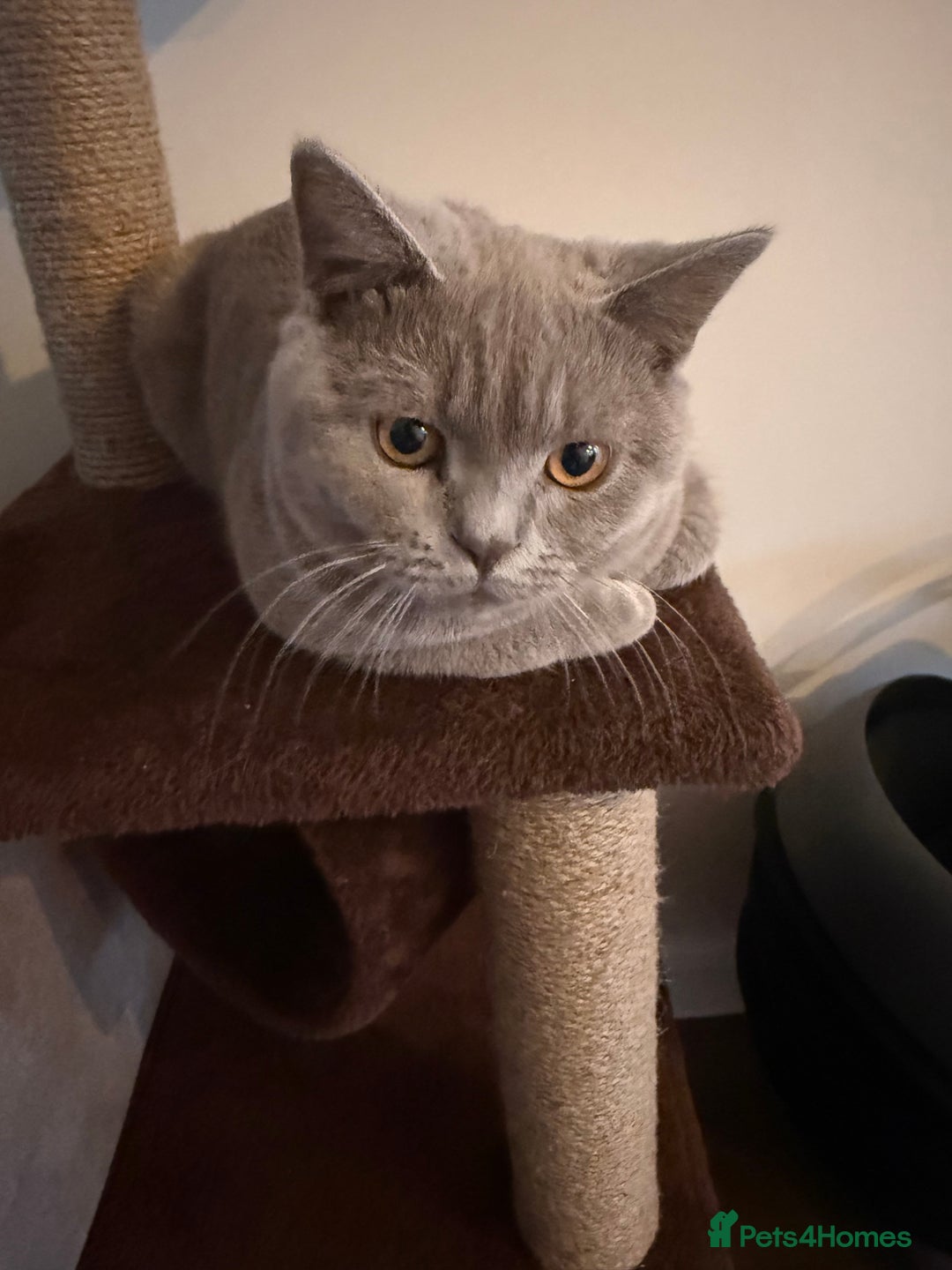 British Shorthair cats for sale: British Shorthair 6 months old Male for Sale - Image 1