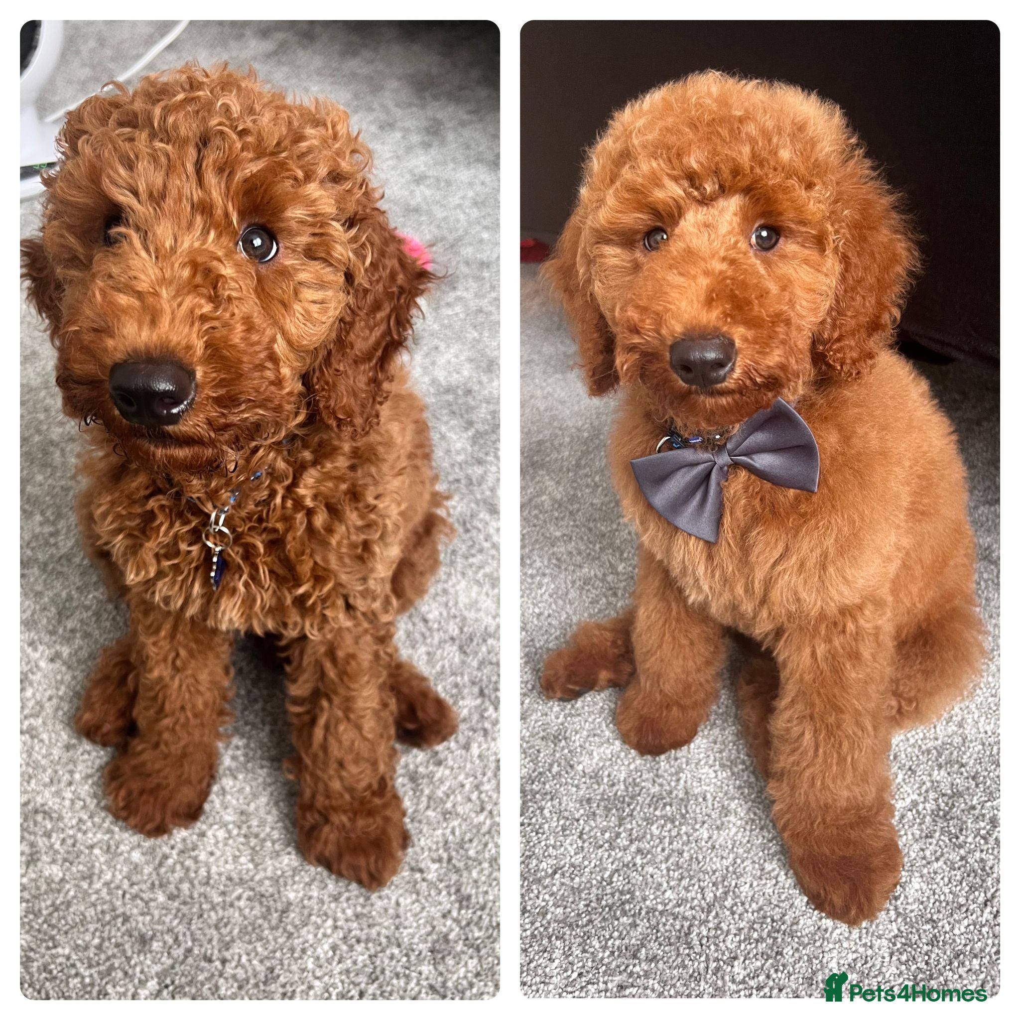 Labradoodle dogs Stunning Red Labradoodles Health Tested Parents  - Advert 2