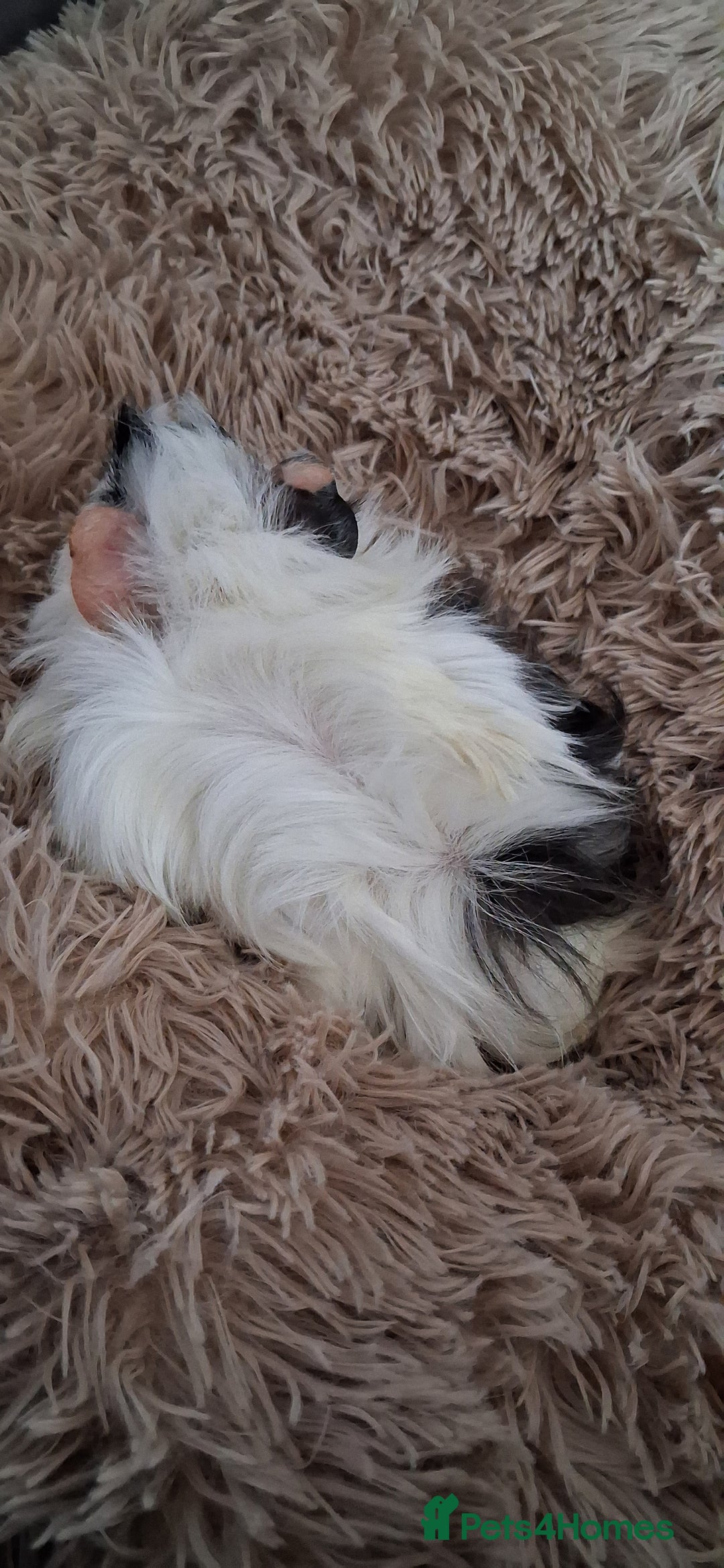 Guinea Pig rodents for sale: Baby boy guinea pigs - Advert 6